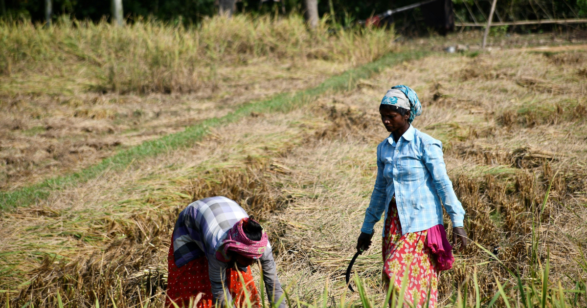 How Iran War Could Create a 'Fertilizer Shock' — The Often Ignored Global Risk to Food Prices and Farming
